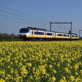 SGM Sprinter in spring by Harold de Groot