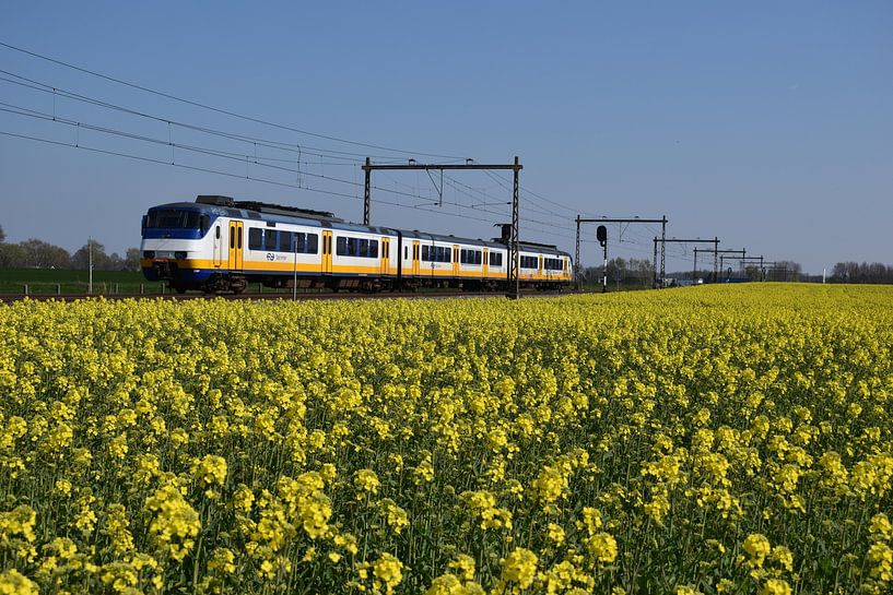 SGM Sprinter in de lente van Harold de Groot