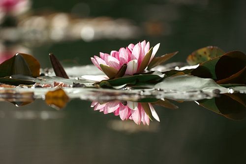 Lotusblume auf Teneriffa Nord
