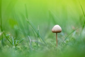 Mushroom - Hypholoma fasciculare