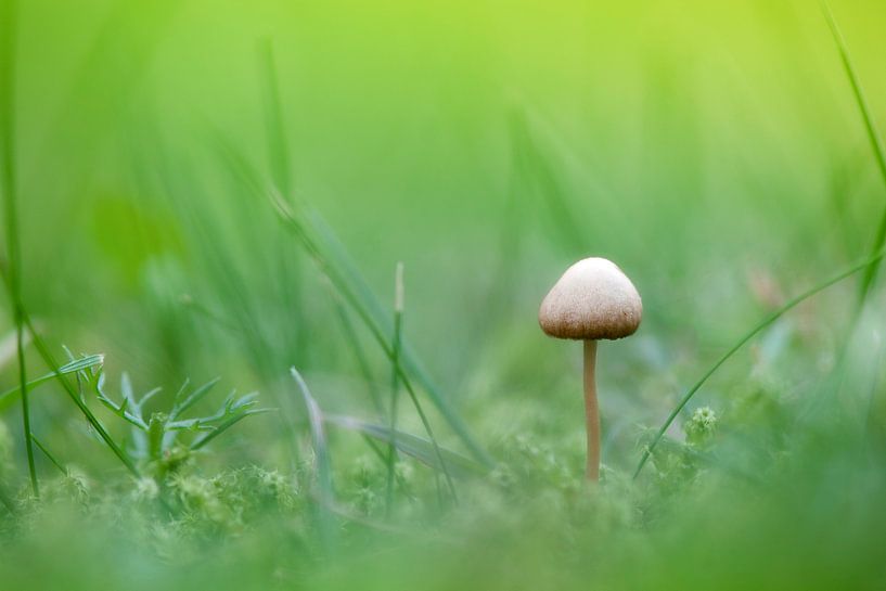 Mushroom - Hypholoma fasciculare par Tamara Witjes