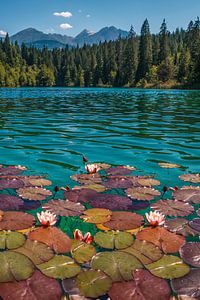 Waterlelies in een blauw groen bergmeer sur Dafne Vos