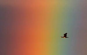 Kormoran mit Regenbogen von Beschermingswerk voor aan uw muur