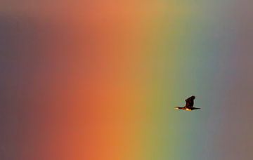 Great Cormorant (Phalacrocorax carbo) with rainbow by Beschermingswerk voor aan uw muur