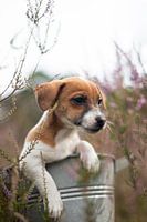 Jack Russell Terrier Puppy in the Heath