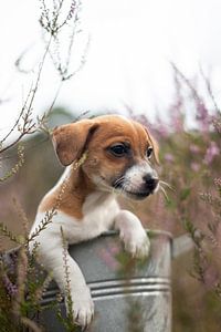 Jack Russell Terrier Welpe in der Heide von Simon Peeters