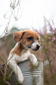 Chiot terrier Jack Russell dans la lande