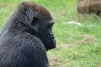 treurige gorilla