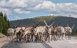 Reindeer in Sweden by Marcel Kerdijk