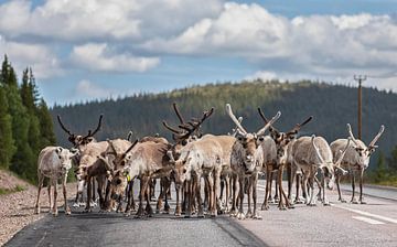 Rendieren in Zweden van Marcel Kerdijk