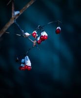 Winterstemming