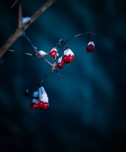 Winterstemming van Maria Almyra