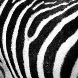 Zebra print van Fabian  van Bakel