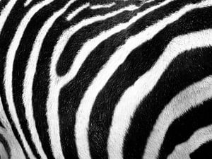 Zebra print van Fabian  van Bakel