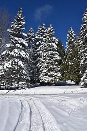 Ein verschneiter Wald nach dem Sturm von Claude Laprise