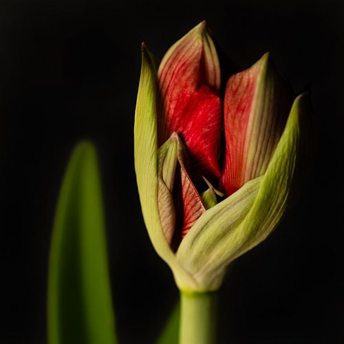 Amaryllis in knop