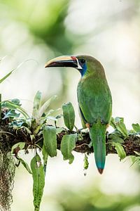 Toucan coloré Une rencontre exotique