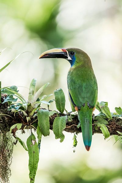 Kleurrijke Toekan Een Exotische Ontmoeting van Femke Ketelaar