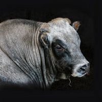 Piedmont bull