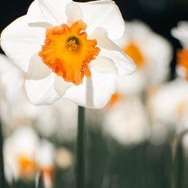 A delicate white flower with an orange centre in the spring light by Martijn Tilroe