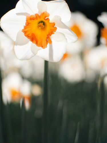 A delicate white flower with an orange centre in the spring light by Martijn Tilroe