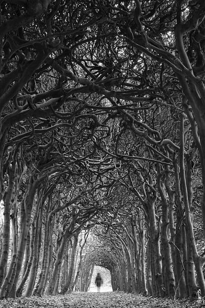 Tree Cathedral by Christop.nl