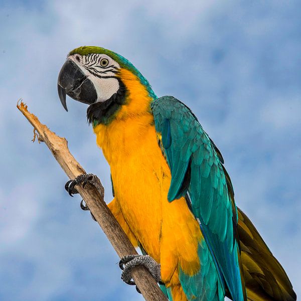 Blauwgele ara - Ara ararauna von Rob Smit