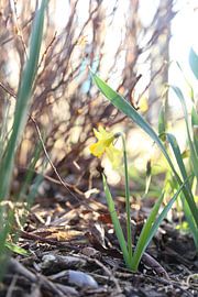 Narzisse von Hannelore