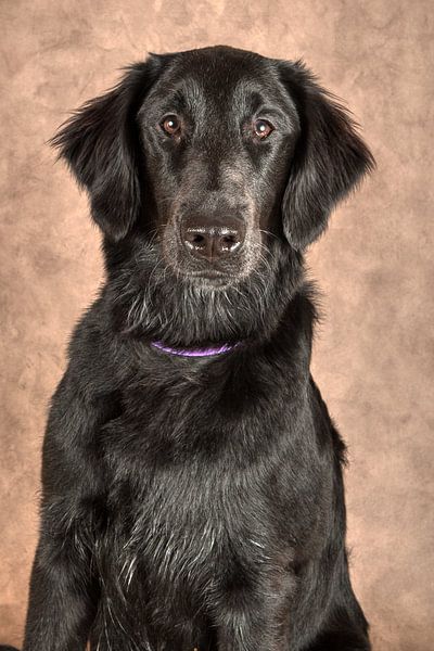 Flacher beschichteter Retriever von Tony Wuite