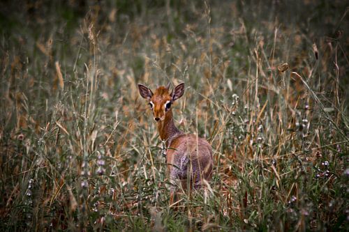 Dikdik