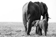 Innige band tussen olifanten  van Lotje Hondius thumbnail