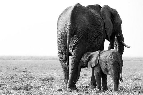 Close bond between elephants 