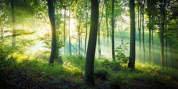 Autumn light in the forest by Martin Wasilewski