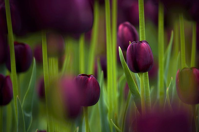 The colour purple by Myrna's Photography