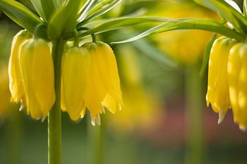 Gele Keizerskroon bloem in de lente van Andy Luberti