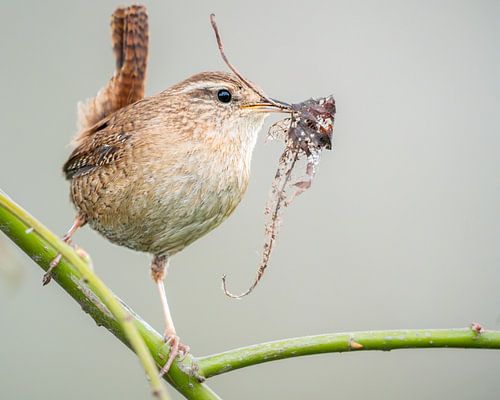 Zaunkönig mit Nistmaterial