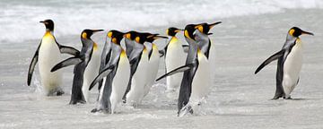 King penguin panorama by Antwan Janssen