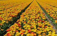 Tulpen in de Bollenstreek