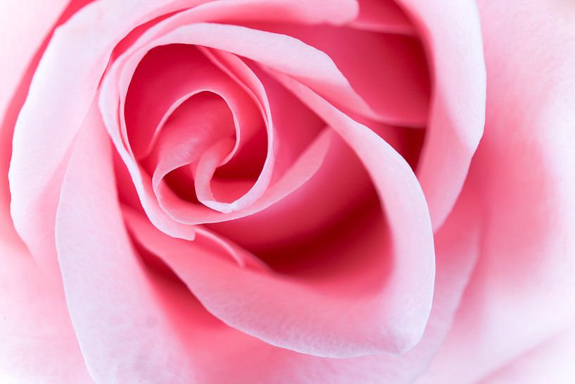 Aura rose par Maarten Scholder