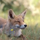 Fox resting and enjoying the sun. Fox in the Amsterdam water supply dune by Jolanda Aalbers thumbnail