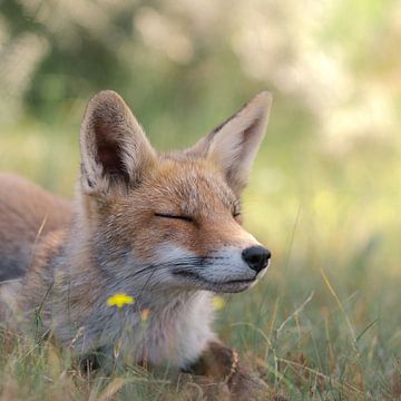 Fox resting and enjoying the sun. Fox in the Amsterdam water supply dune