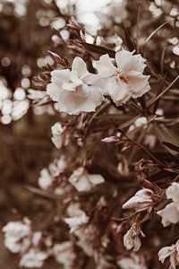 weiße Blumen von Anne Verhees