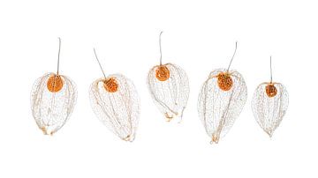 Quintette de Physalis sur Ytje Veenstra