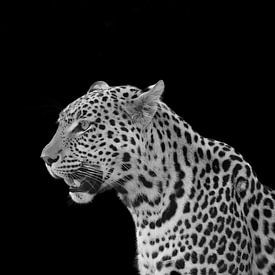 Impression magistrale de l'artiste léopard sur Erik Verbeeck