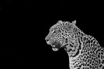 Impression magistrale de l'artiste léopard sur Erik Verbeeck