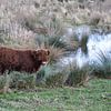 Schotse Hooglander in het moeras van Heleen de Silva