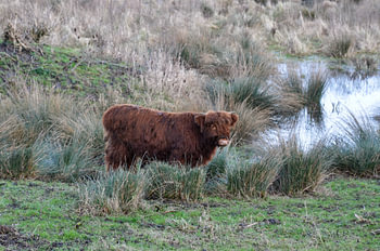 Le Highlander écossais dans le marais