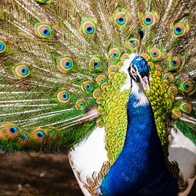 Peacock by Matthijs Damen
