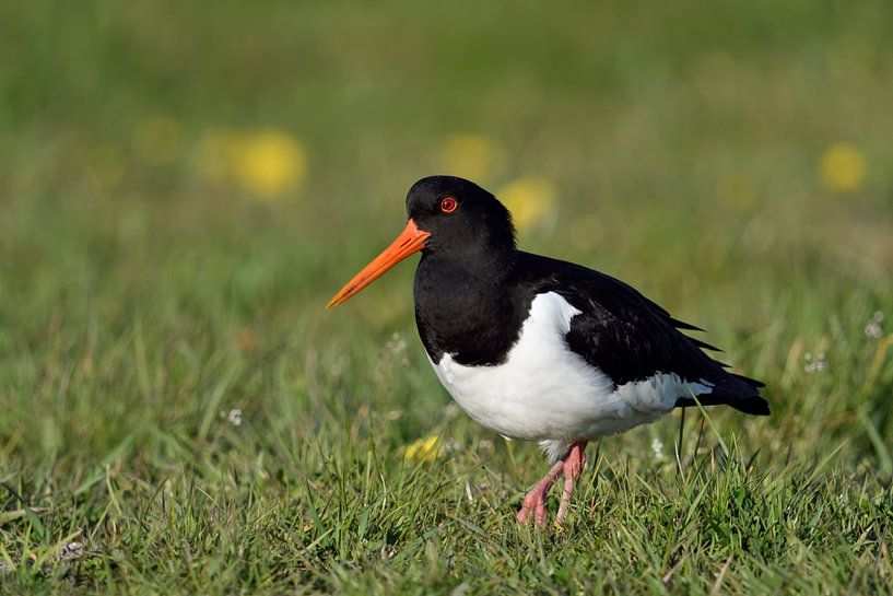 Austernfischer ( Haematopus ostralegus ) trippelt durch eine satt blühende Frühlingswiese, wildlife, von wunderbare Erde