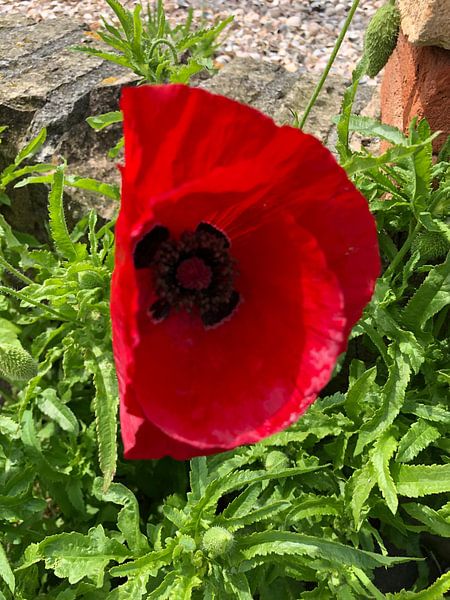 Mohnblume von tania mol